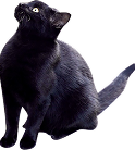 cat-black
